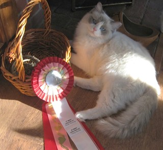Angel with her show ribbon.