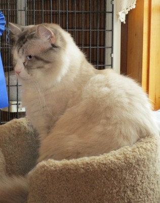 Cowboy on his cat tree.