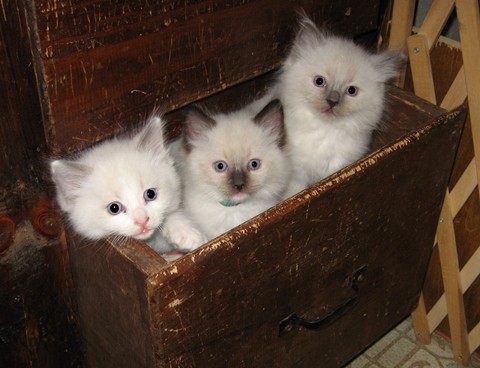 Kittens_in_drawer_www