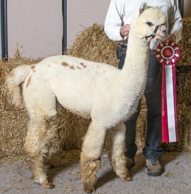 Pennies at Vermont Show