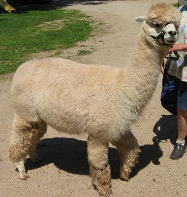 Queenie just before shearing